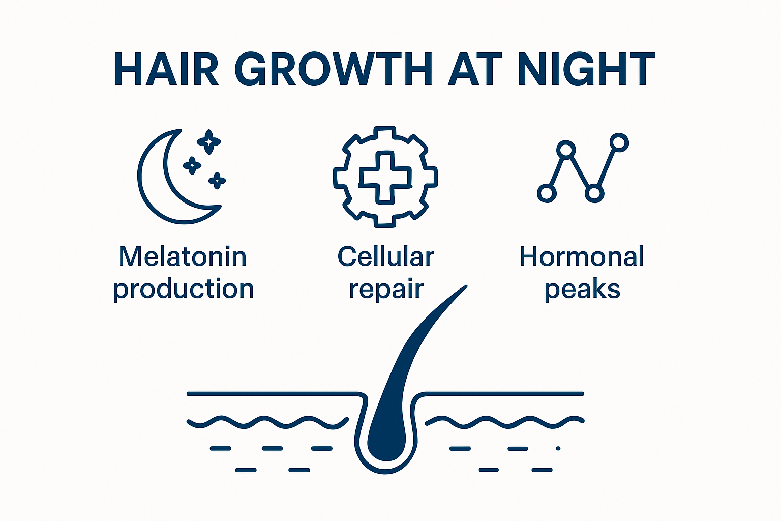 Infographie : le cycle de pousse des cheveux pendant la nuit et les principaux mécanismes biologiques à l’œuvre