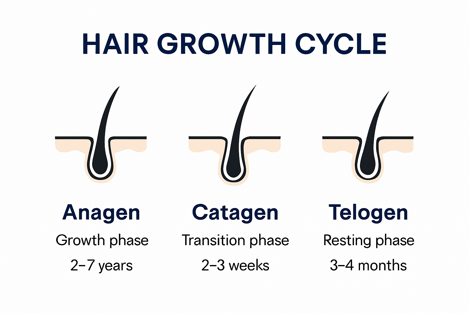 Diagram of hair growth cycle phases with details