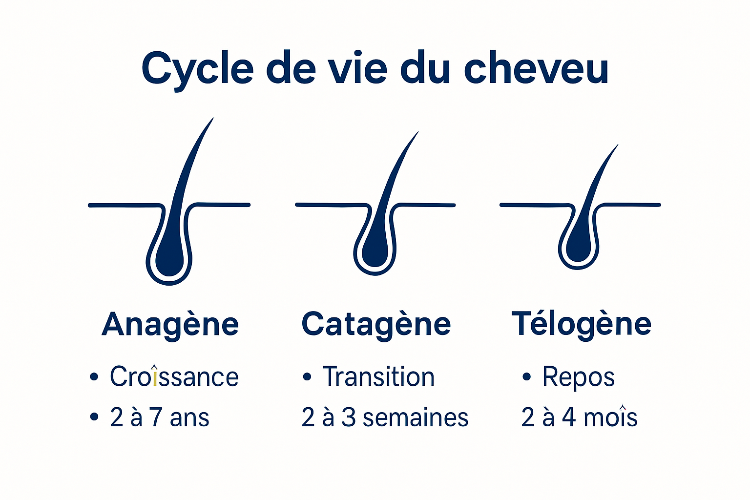 Schéma illustrant les différentes étapes du cycle de vie du cheveu, avec explications détaillées pour chaque phase.