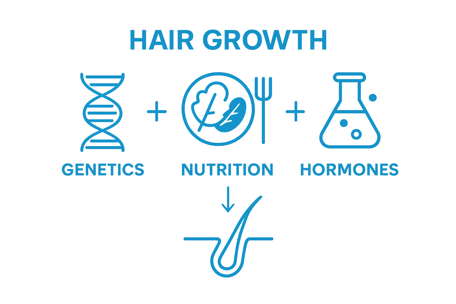 Simple infographic showing genetics, nutrition, and hormones as factors influencing hair growth