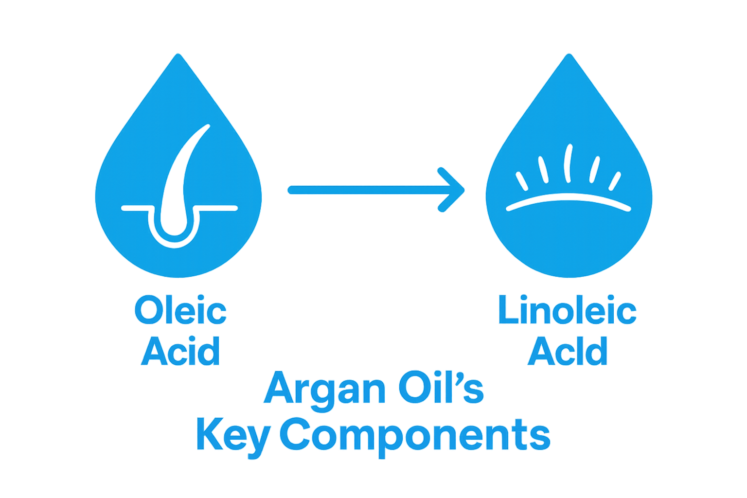Comparison visualization of argan oil's main hair and scalp nourishing components