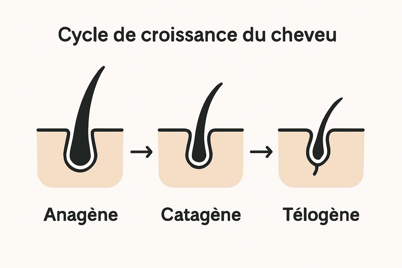 Infographic showing 3 hair growth stages: growth, transition, and rest