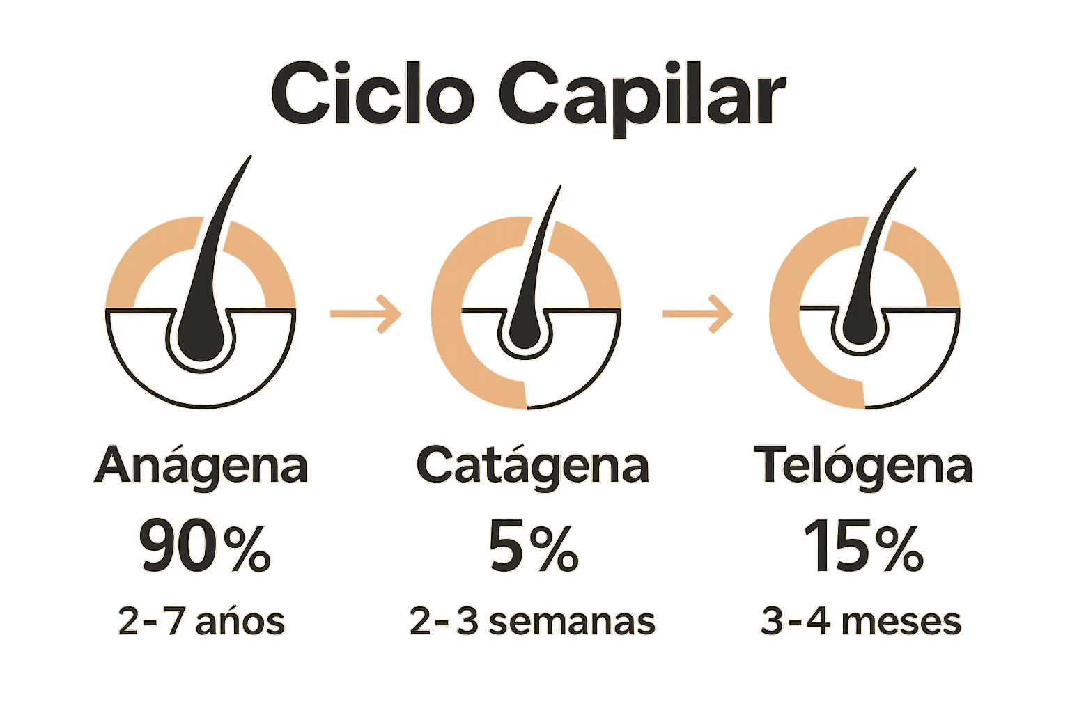 Infografía comparativa de las fases anágena, catágena y telógena.