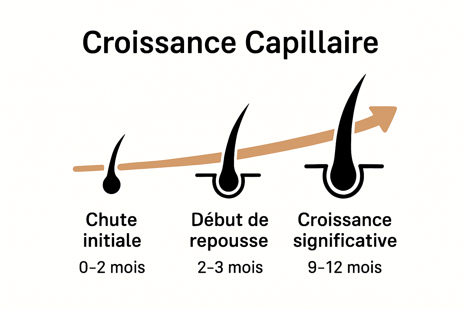 Schéma de trois phases de croissance des cheveux sur 12 mois