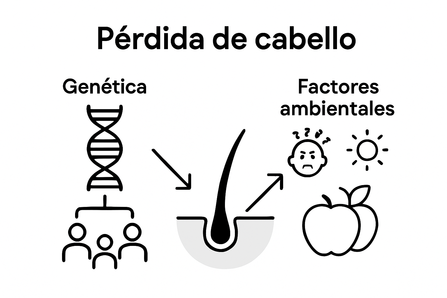 Infographic genetics and environment in hair loss