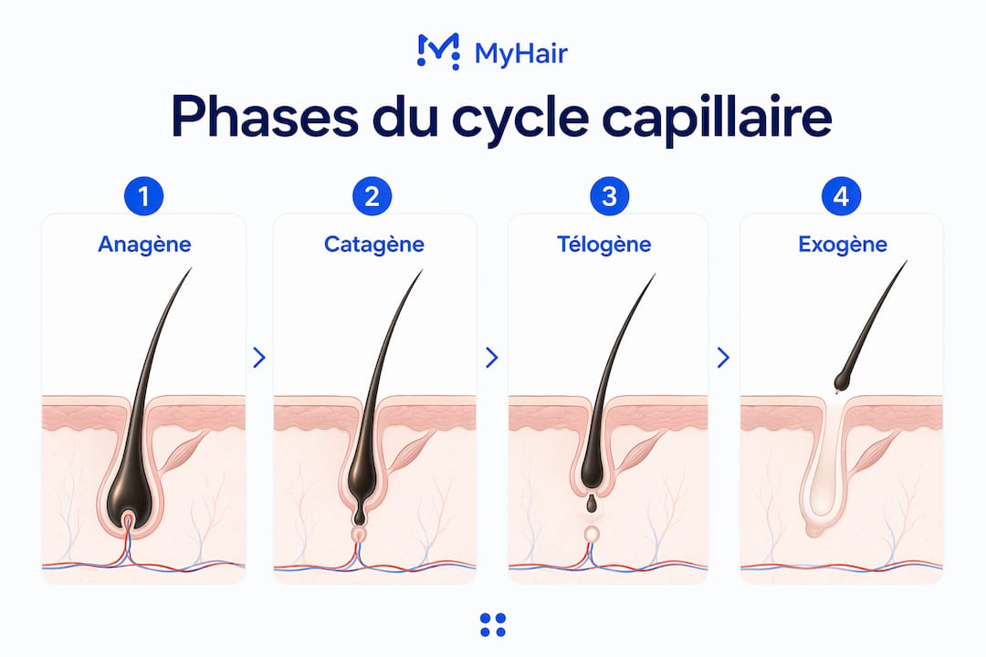 Schéma illustrant les différentes étapes du cycle de vie du cheveu