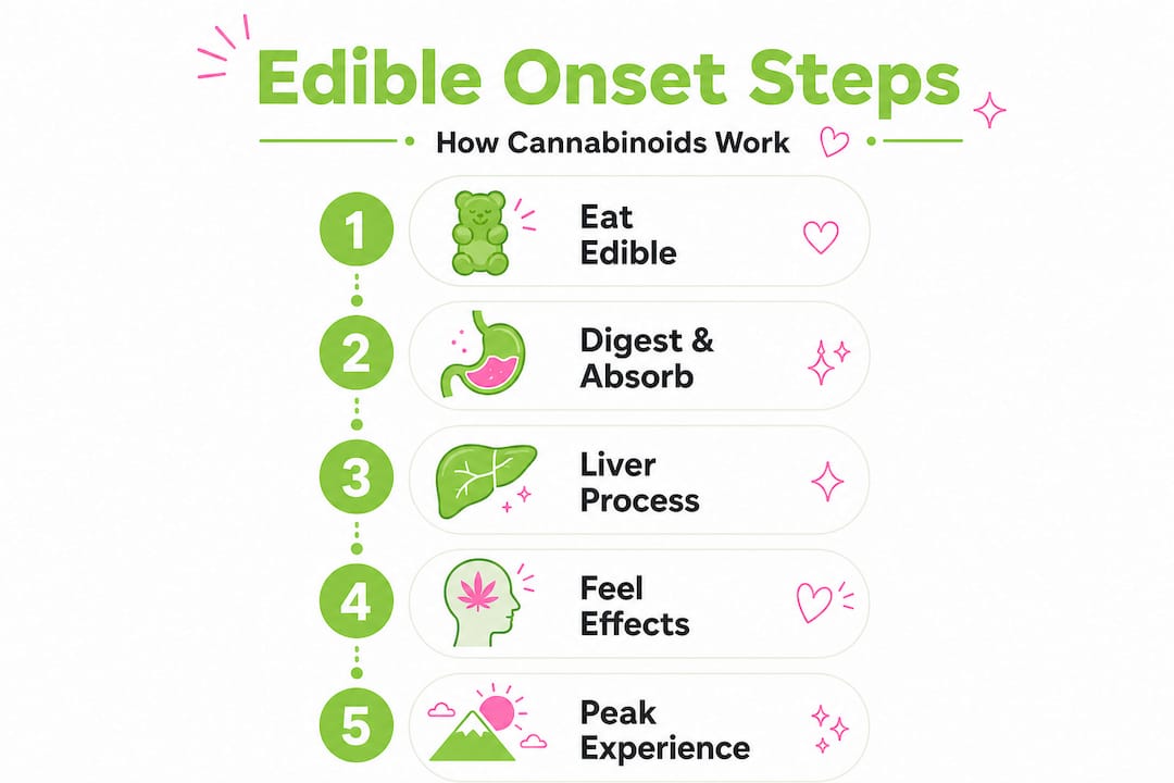Infographic of edible effects timeline