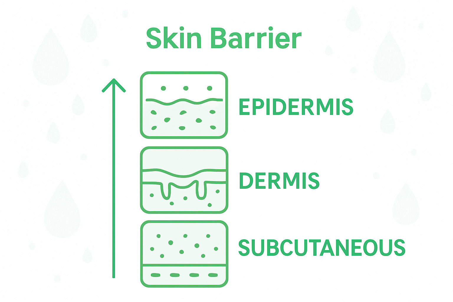 Infographic showing skin barrier layers and functions