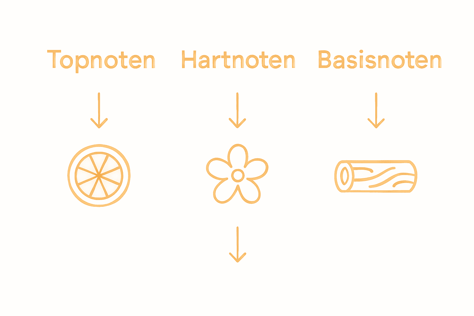 Overzichtelijke infographic van de geurlagen in parfum: topnoten, hartnoten en basisnoten
