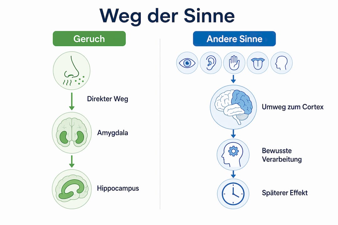 Infografik: So verarbeitet das Gehirn unsere Sinneseindrücke
