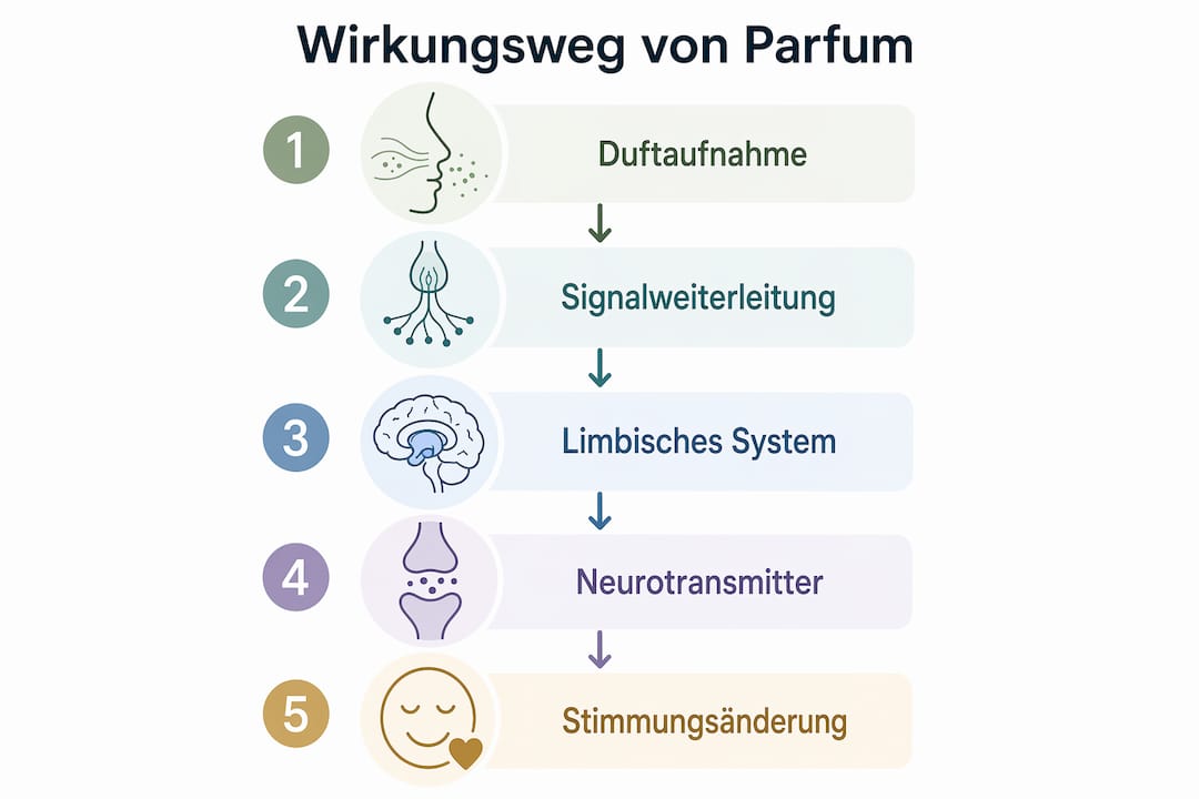 Eine Infografik veranschaulicht, wie verschiedene Duftnoten unsere Stimmung schrittweise beeinflussen.