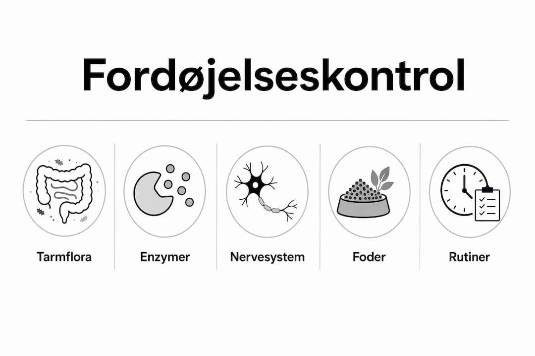 Grafisk oversigt over hvordan hundens fordøjelse styres