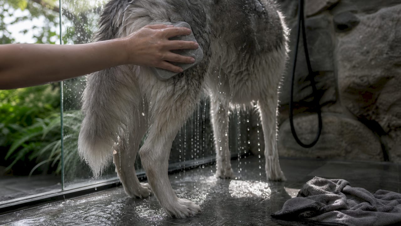 Et tæt kig på en hunds våde pels, hvor det lune vand stadig hænger i hårene.