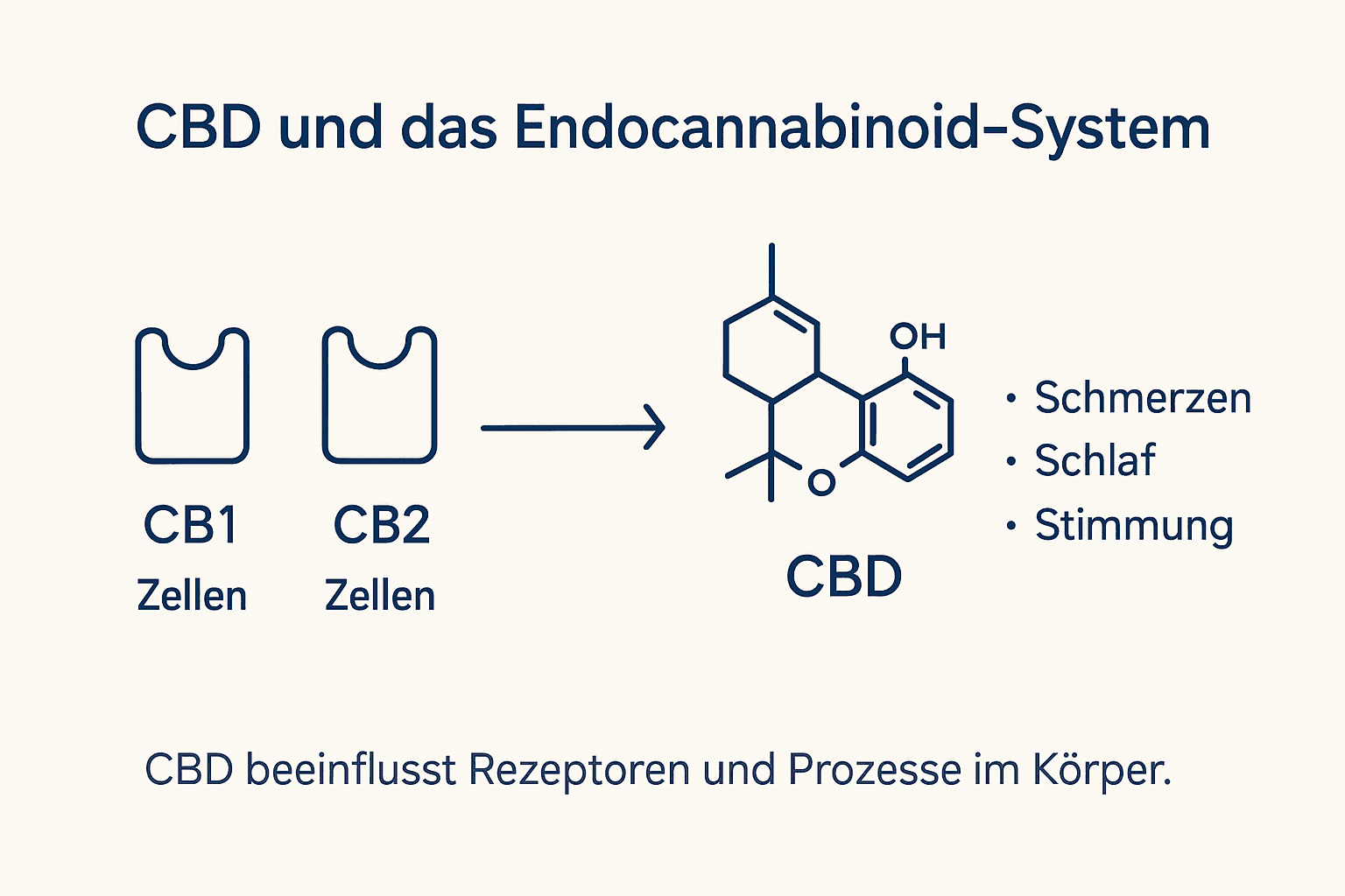 CBD und das Endocannabinoid-System – eine anschauliche Übersicht