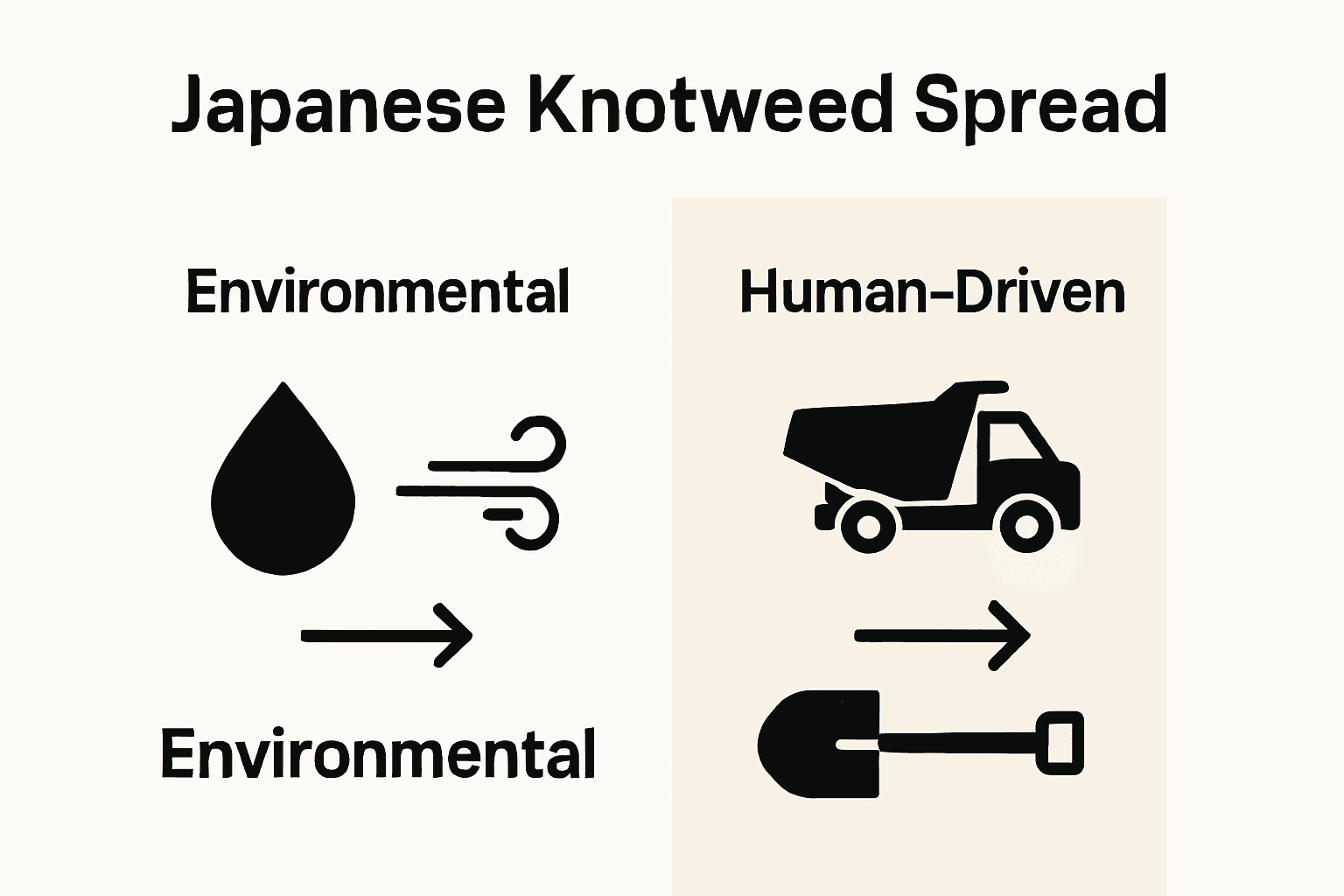 Infographic comparing natural and human-driven Japanese knotweed spread factors