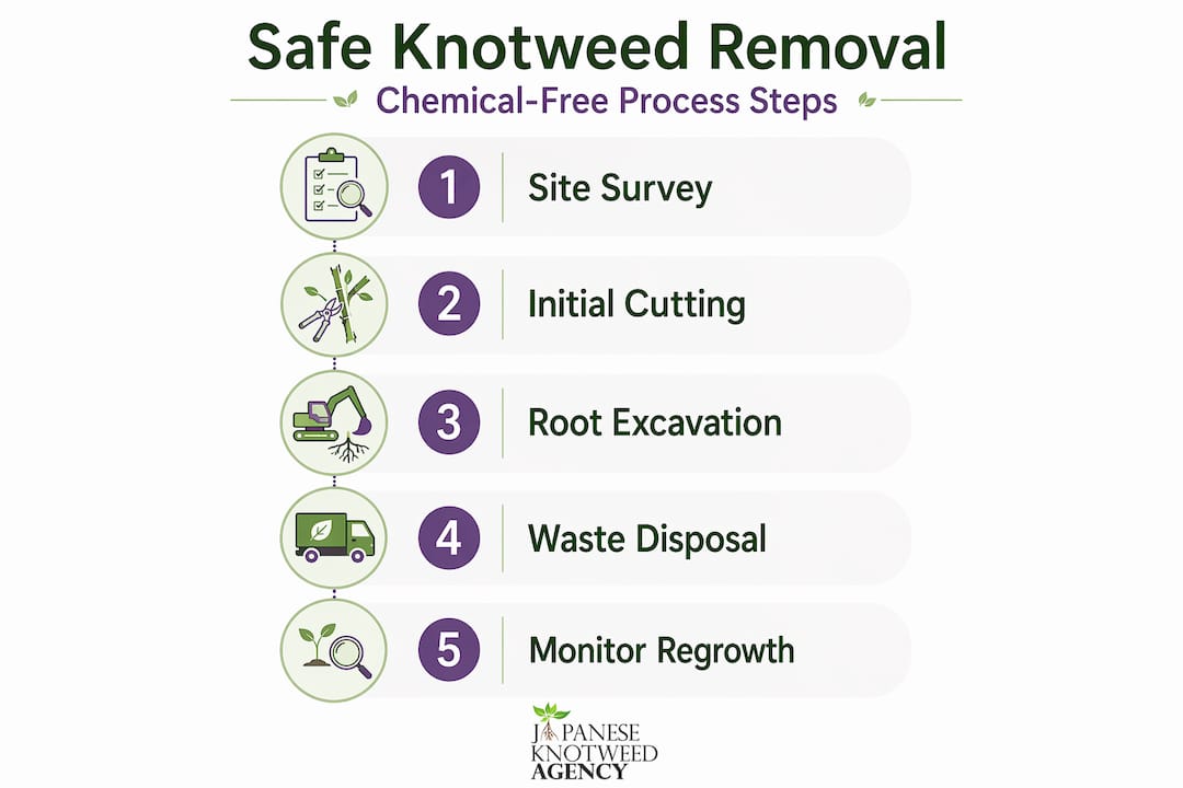 Infographic showing knotweed removal process steps