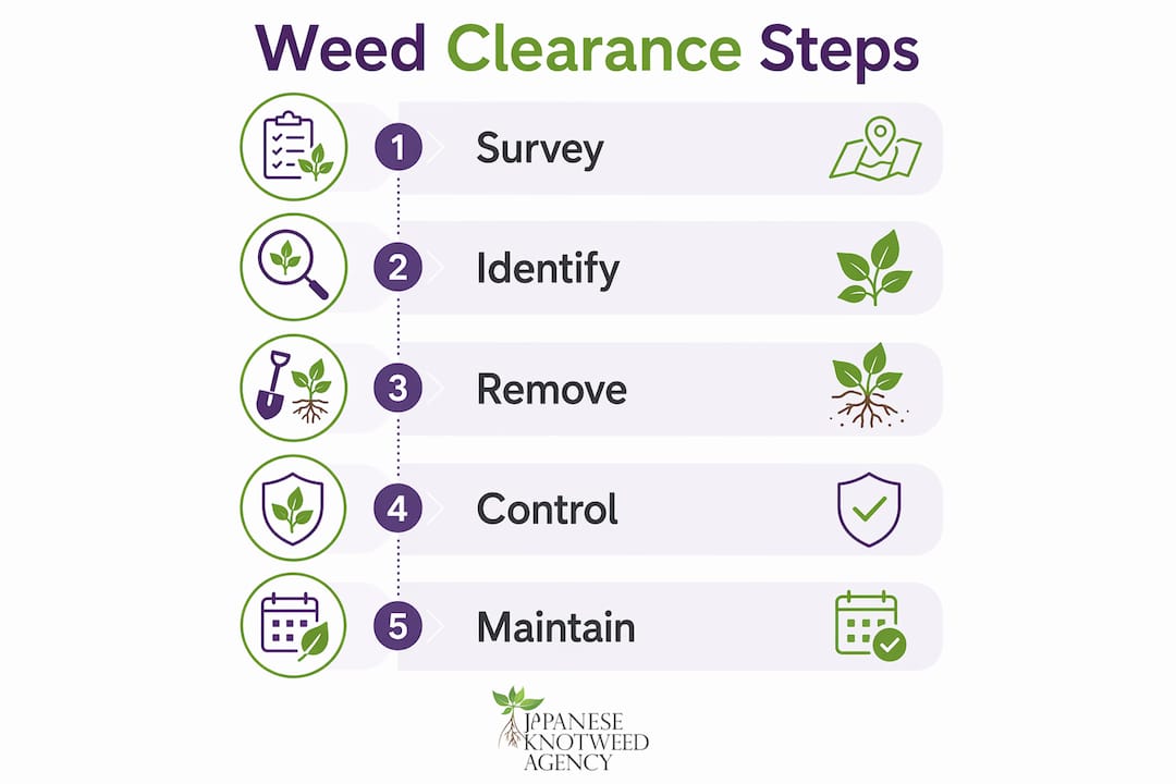 Infographic showing steps of property weed clearance process
