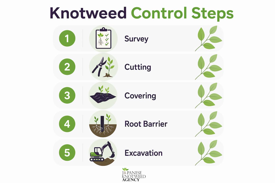 Infographic illustrating stepwise methods to stop knotweed growth