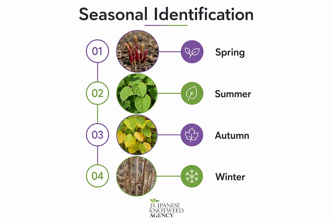Infographic illustrating seasonal Japanese knotweed features
