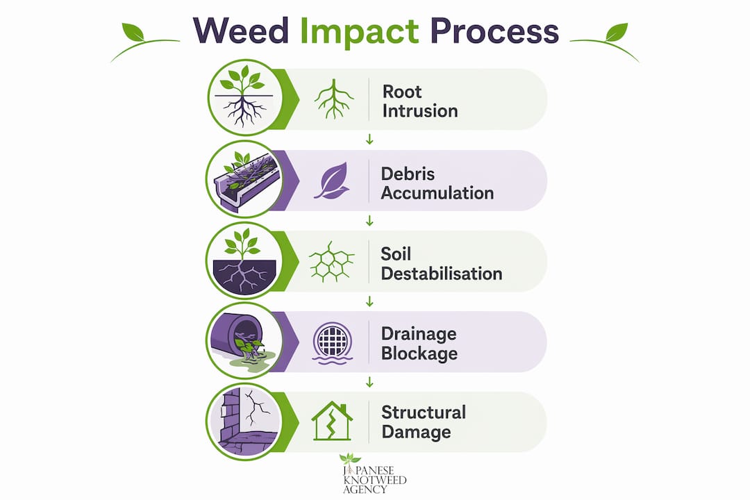 Infographic showing stages of weed impact on drainage