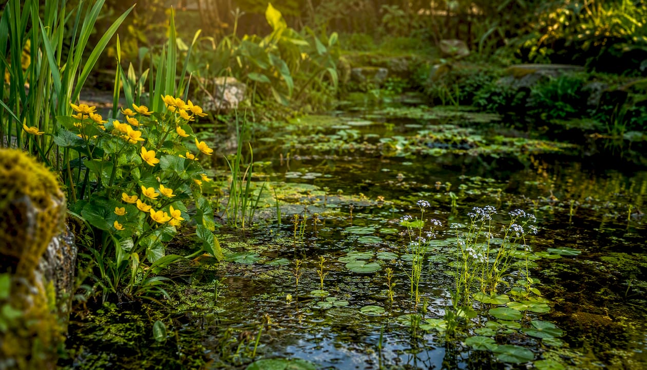 Native aquatic plants in wildlife pond margin