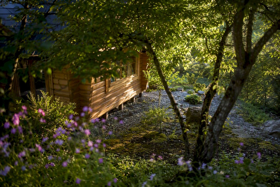 The role of trees near log cabins: what homeowners need to know