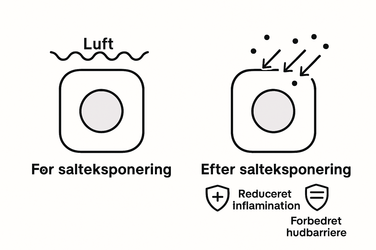 Infographic salt exposure effect on cells