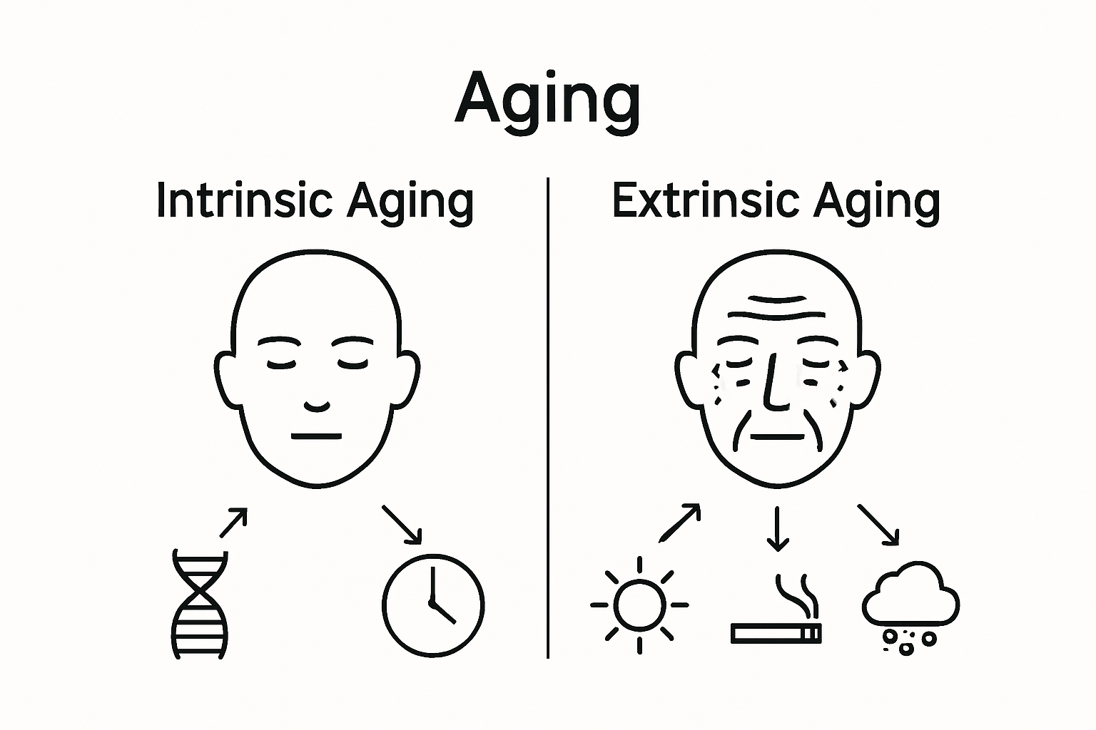 Infographie comparant le vieillissement intrinsèque et extrinsèque