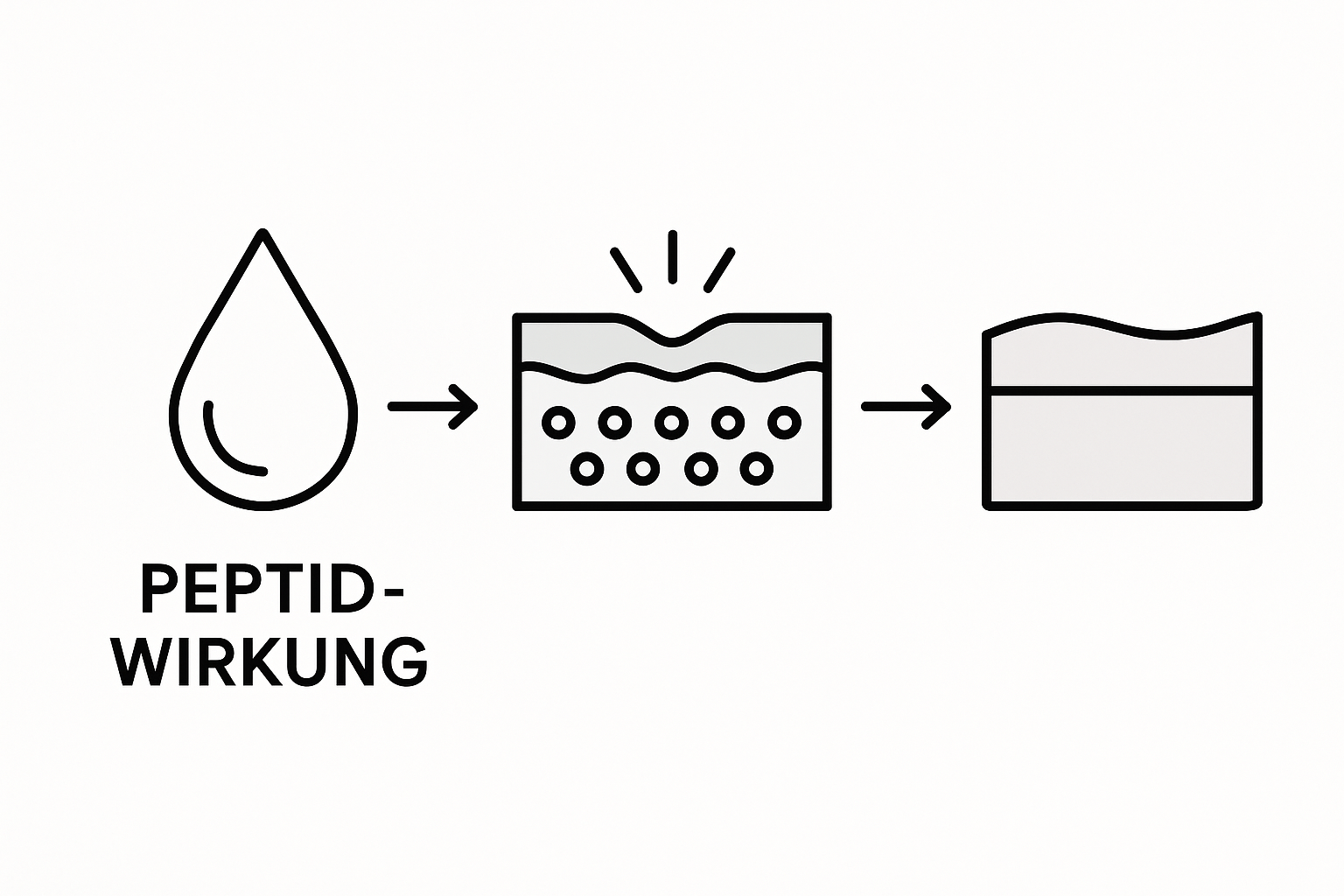 Grafik: So stärken Peptide die Elastizität der Haut