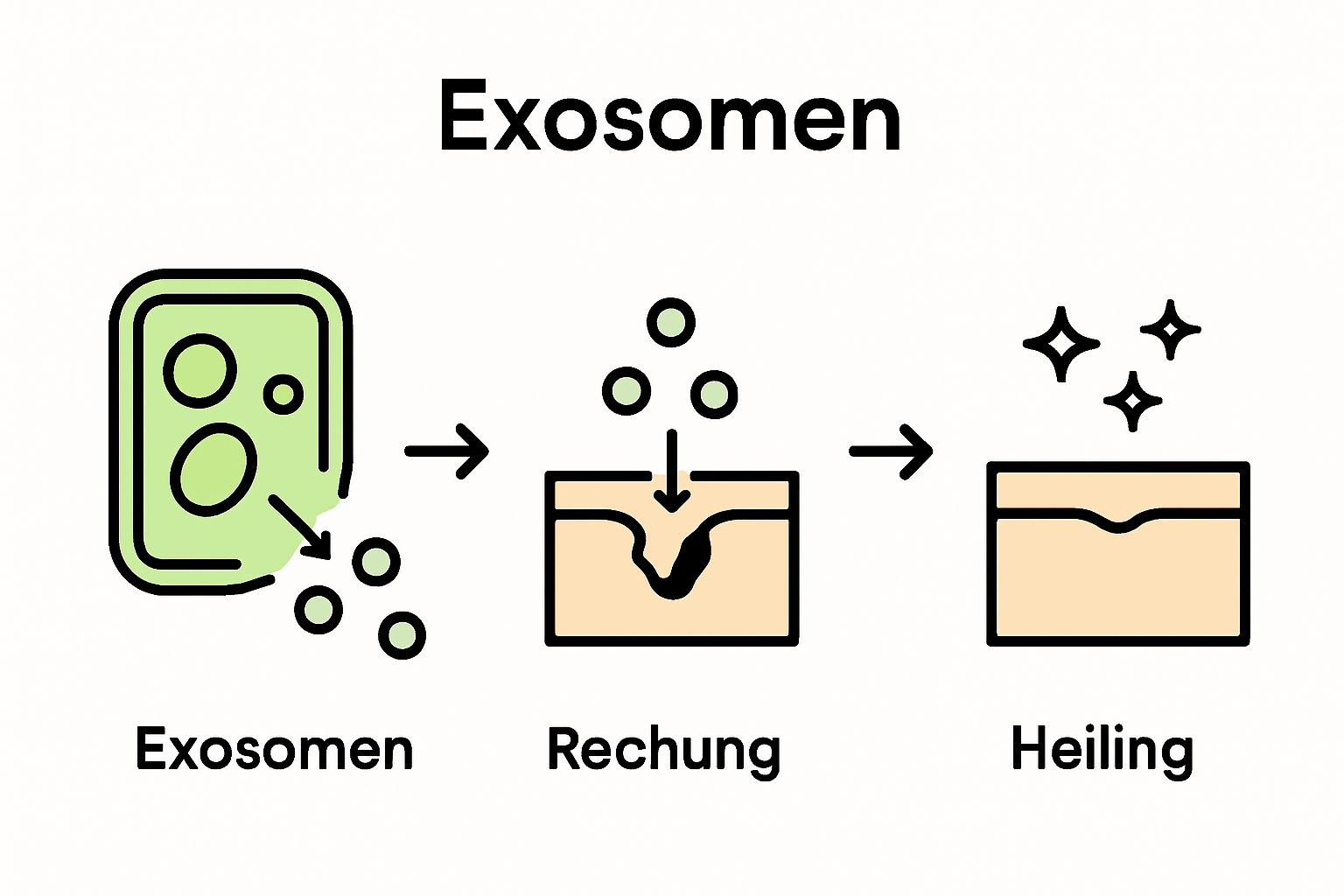 Wie pflanzliche Exosomen die Wundheilung unterstützen: Einblicke in natürliche Reparaturmechanismen
