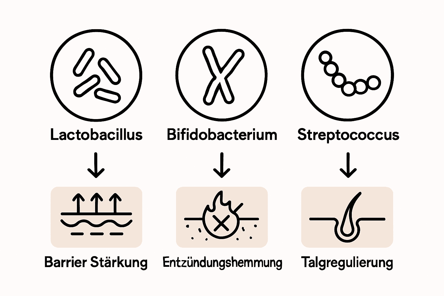 Die Grafik gibt einen Überblick über wichtige probiotische Bakterienstämme und ihre Wirkung auf die Haut.