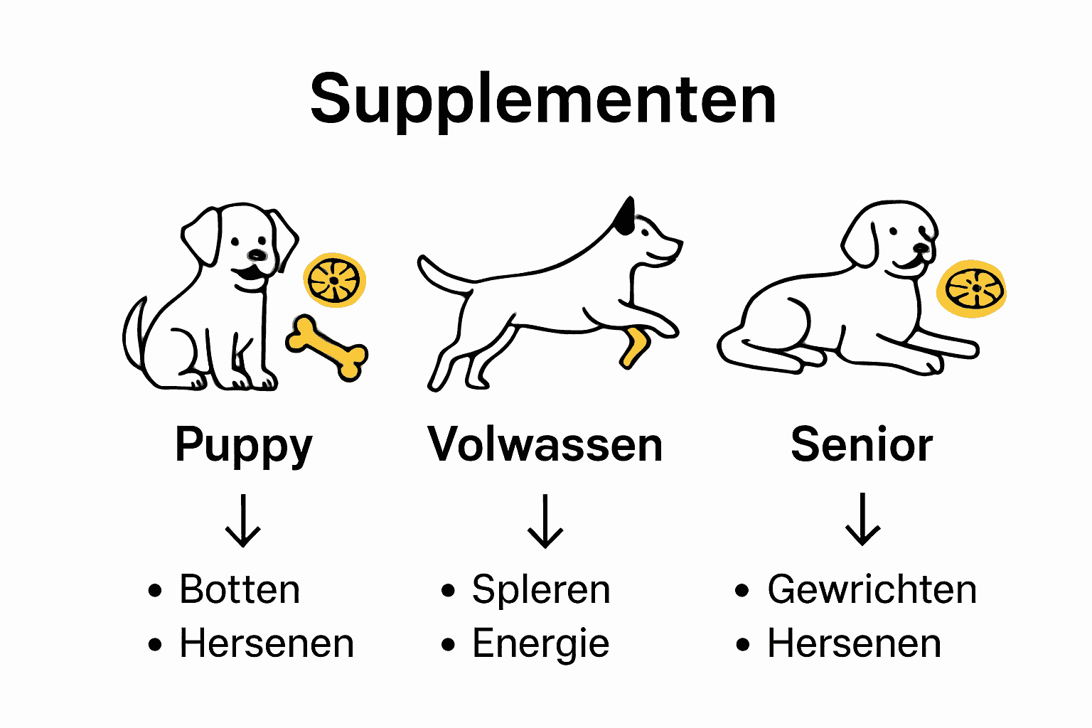 Infographic die supplementbehoeften visualiseert per levensfase hond