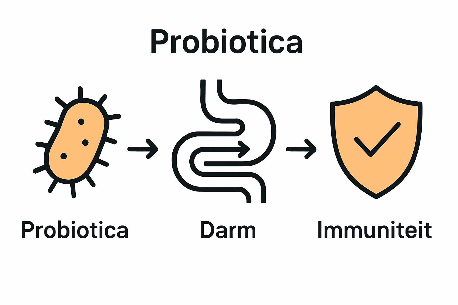 Infographic over werking van probiotica in het hondenlijf