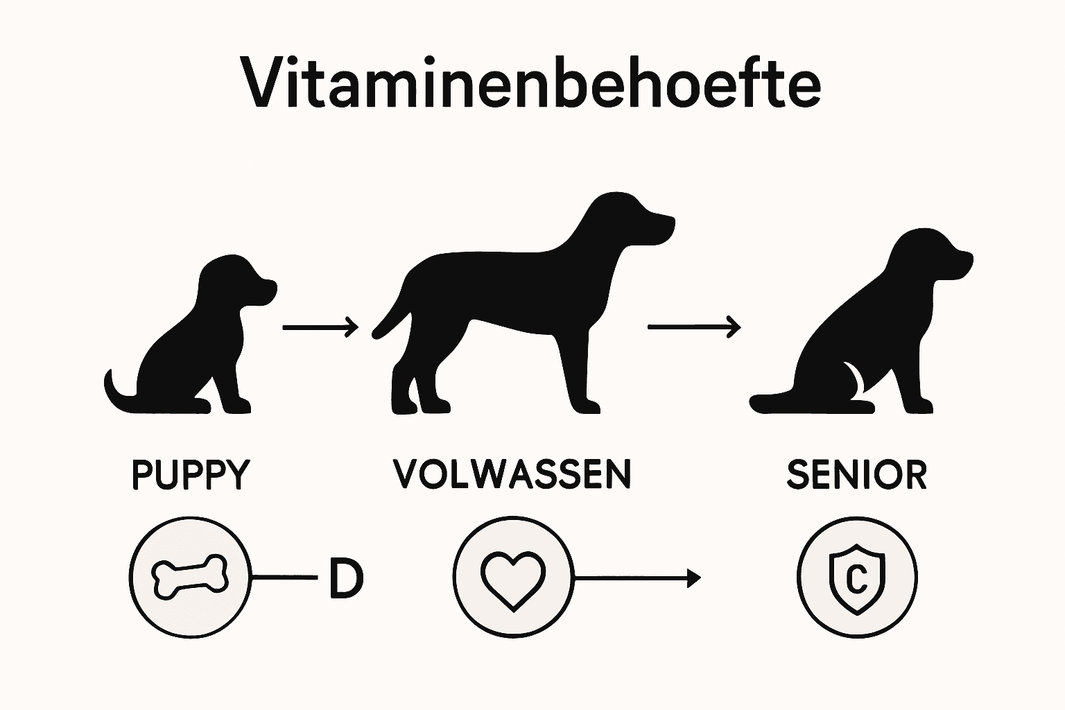 Overzichtelijke infographic met de belangrijkste vitamines voor honden, afgestemd op iedere levensfase.