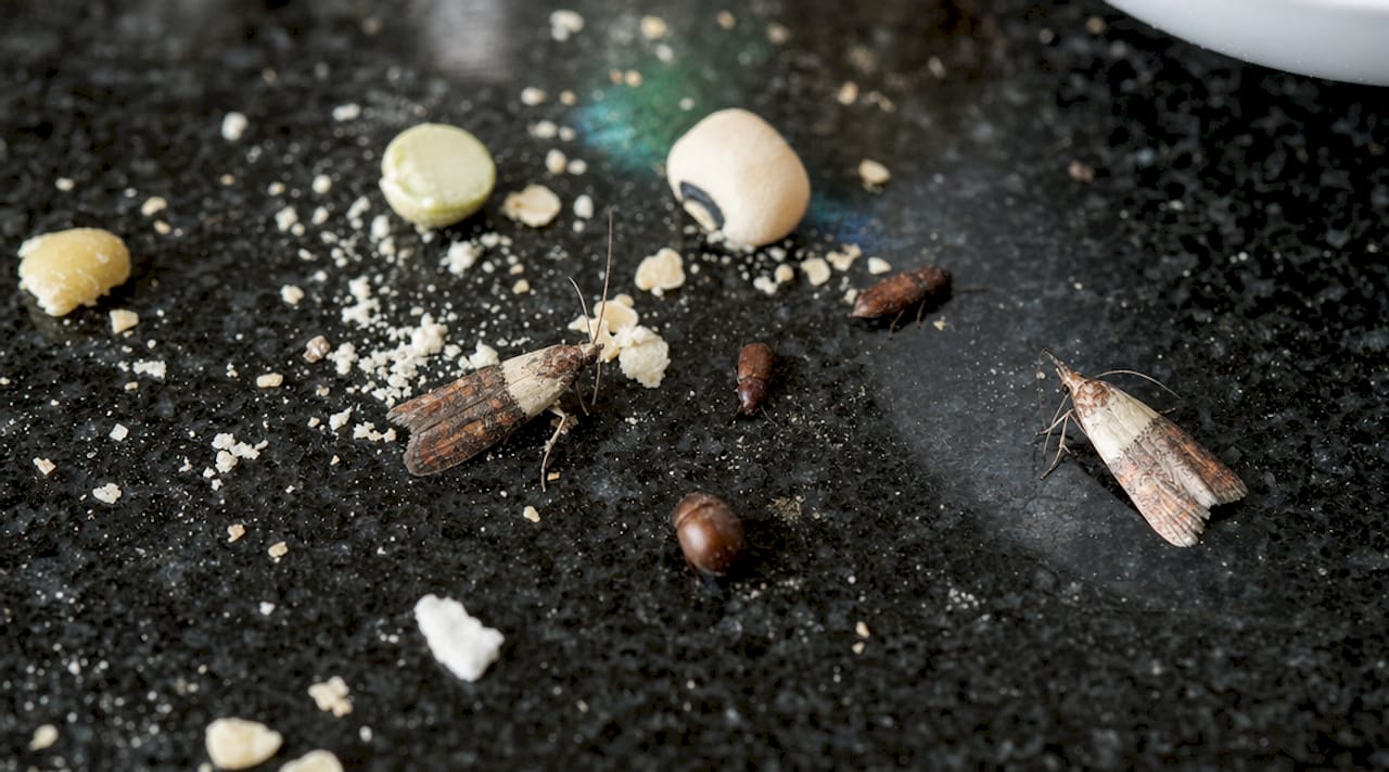 Close-up of common pantry pests on wooden surface