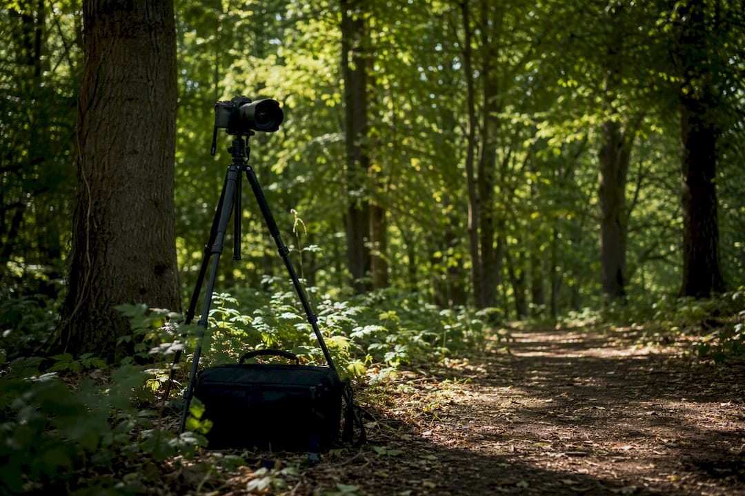 Portrait spot in Beacon Park with soft natural light