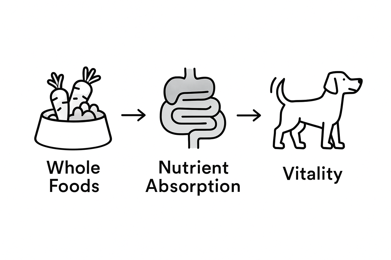 Infographic showing dog nutrition, digestion, vitality