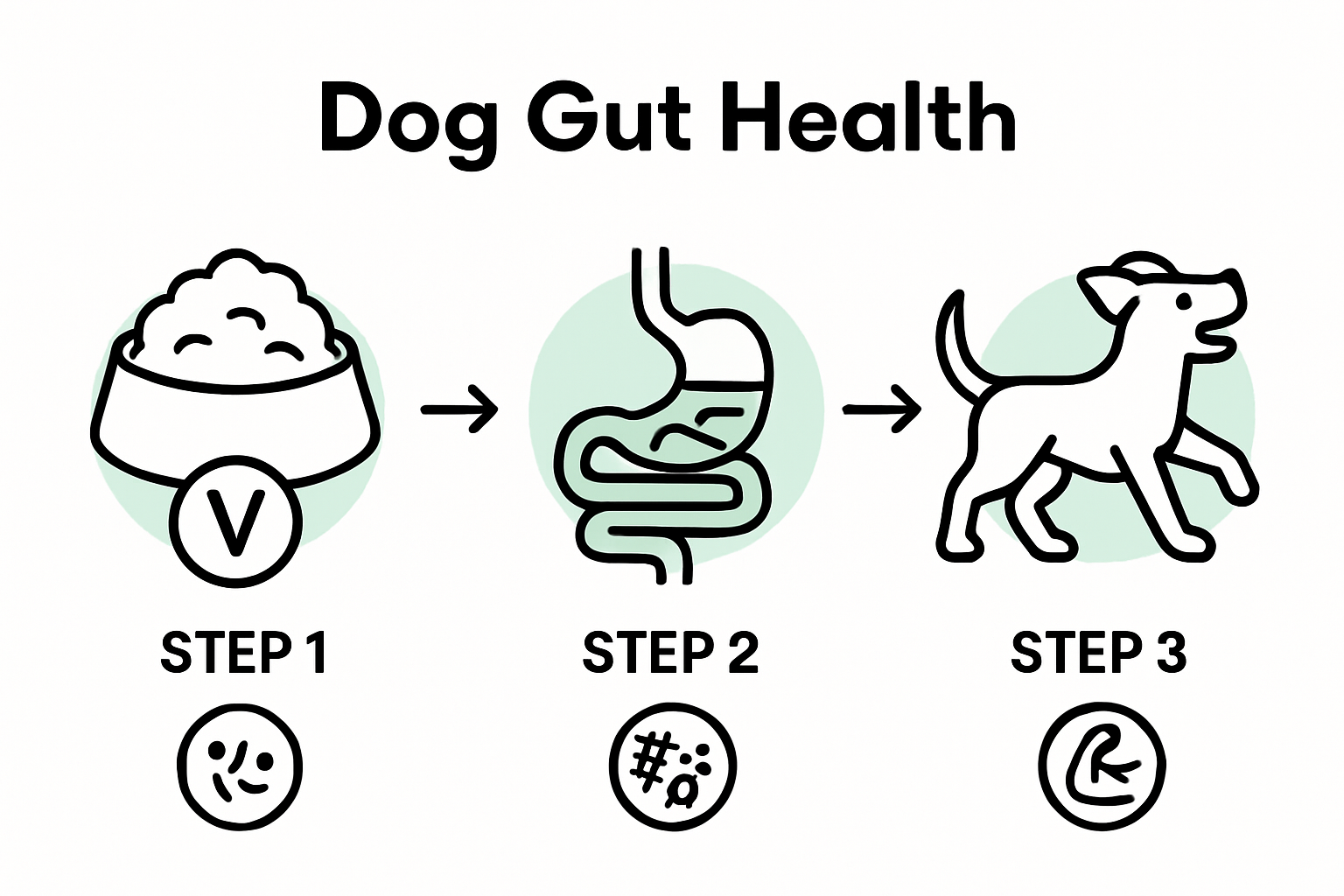 Infographic dog gut health process steps