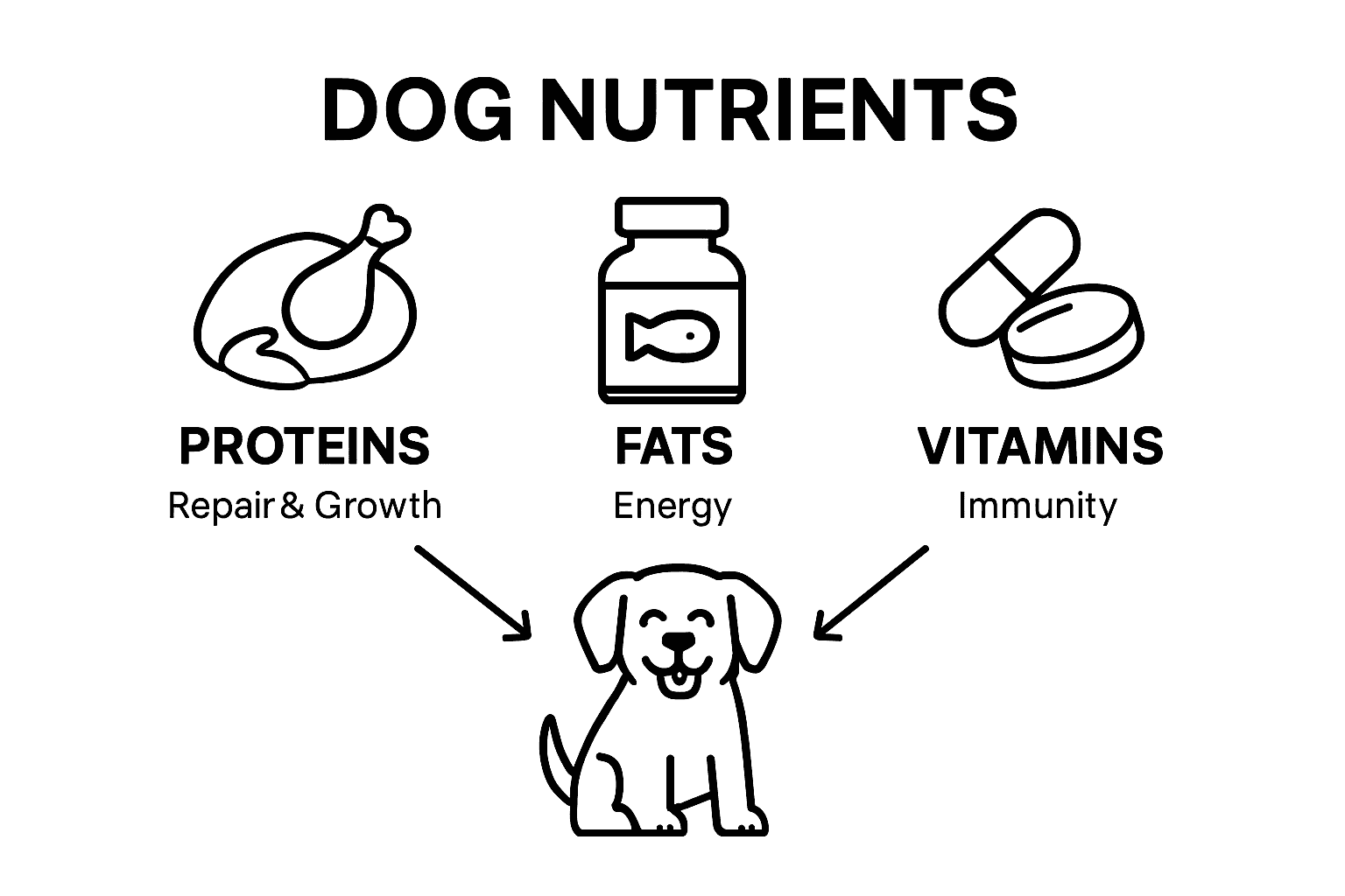 Infographic showing dog nutrition essentials