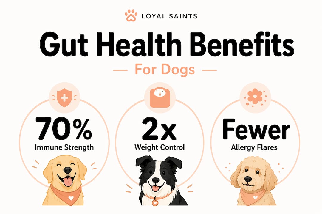 Infographic showing gut health benefits for dogs