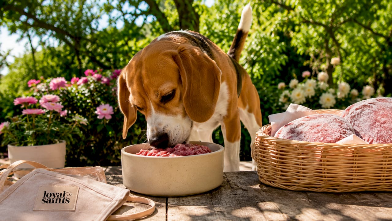 Beagle eating fresh raw meal safely at home