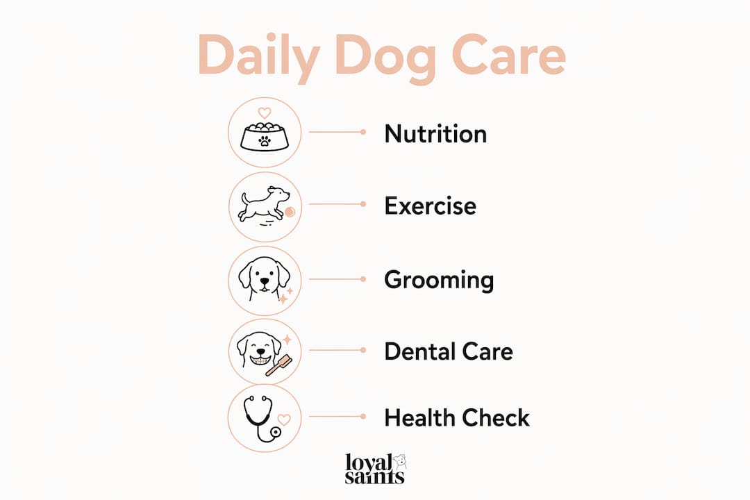 Infographic illustrating daily dog health maintenance steps