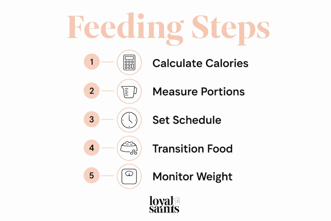 Infographic illustrating dog feeding daily steps