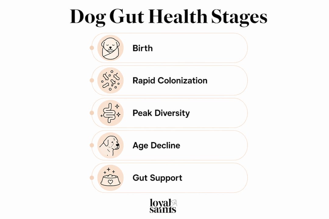 Infographic illustrating stages of dog gut health