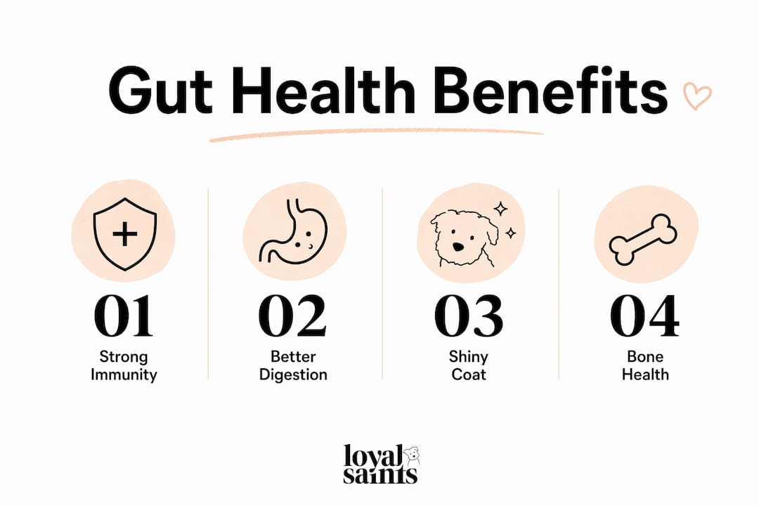 Infographic showing key dog gut health benefits