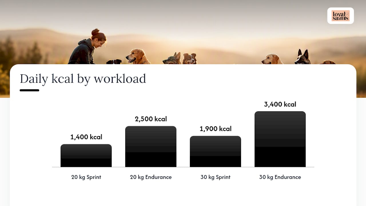 Working Dog Nutrition and Calculating Daily Energy Needs — overview diagram
