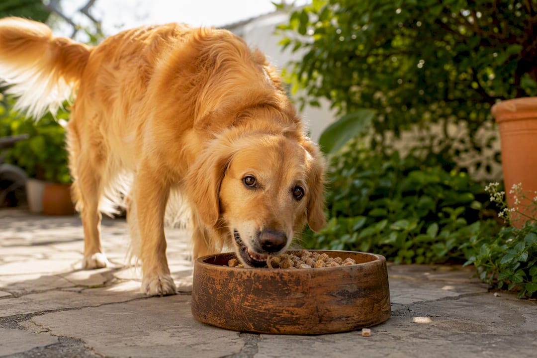 Happy dog eating freeze-dried food preserving amino acids