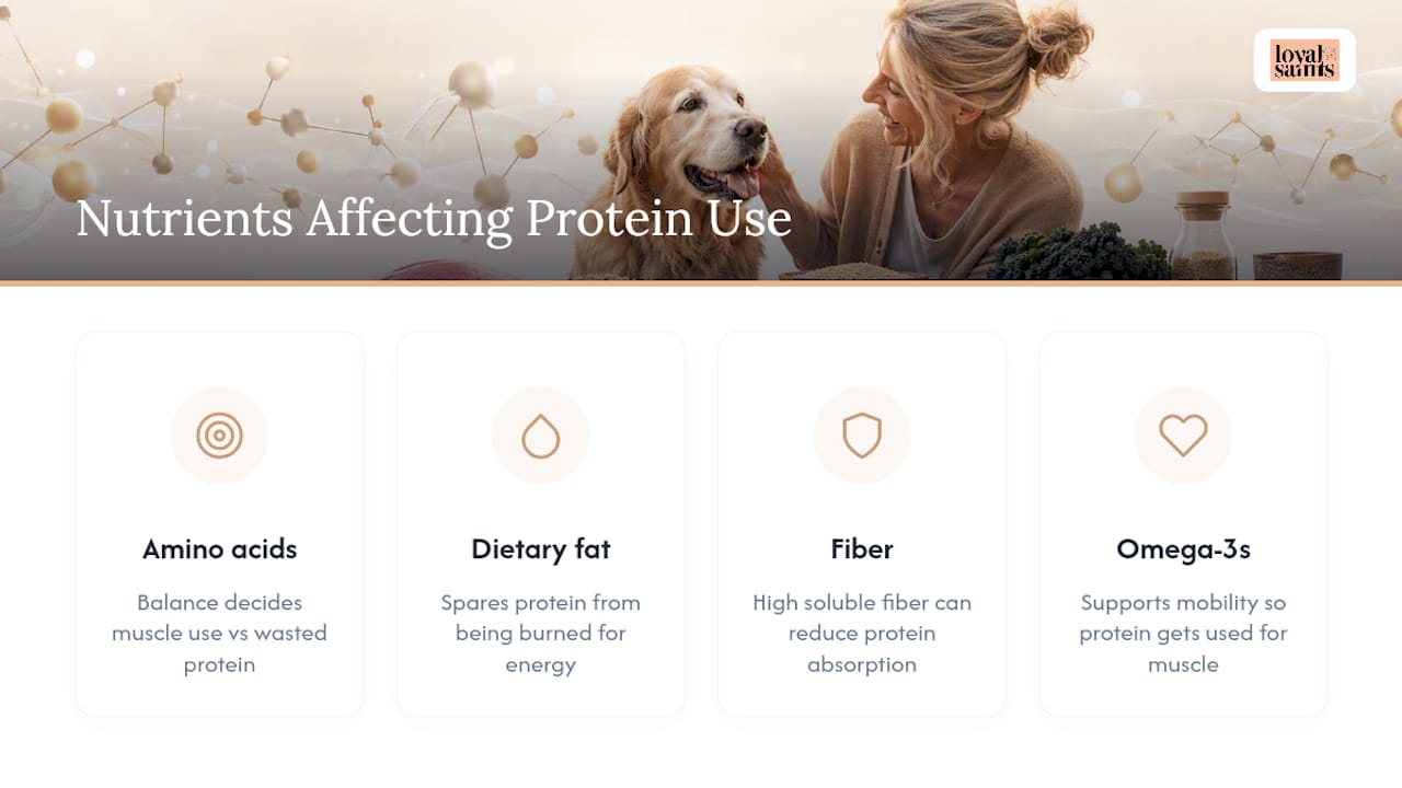 The Other Nutrients That Make or Break Protein Metabolism — overview diagram