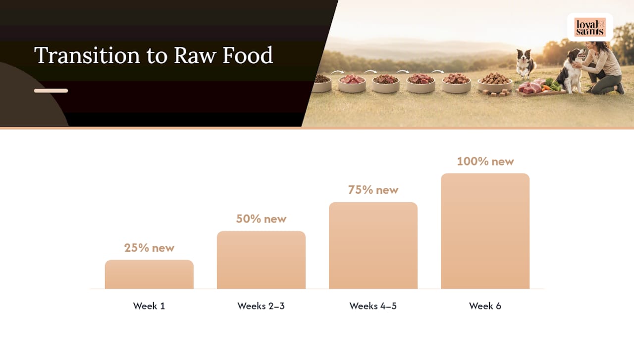 How Do You Transition an Athletic Dog to Raw Food? — overview diagram