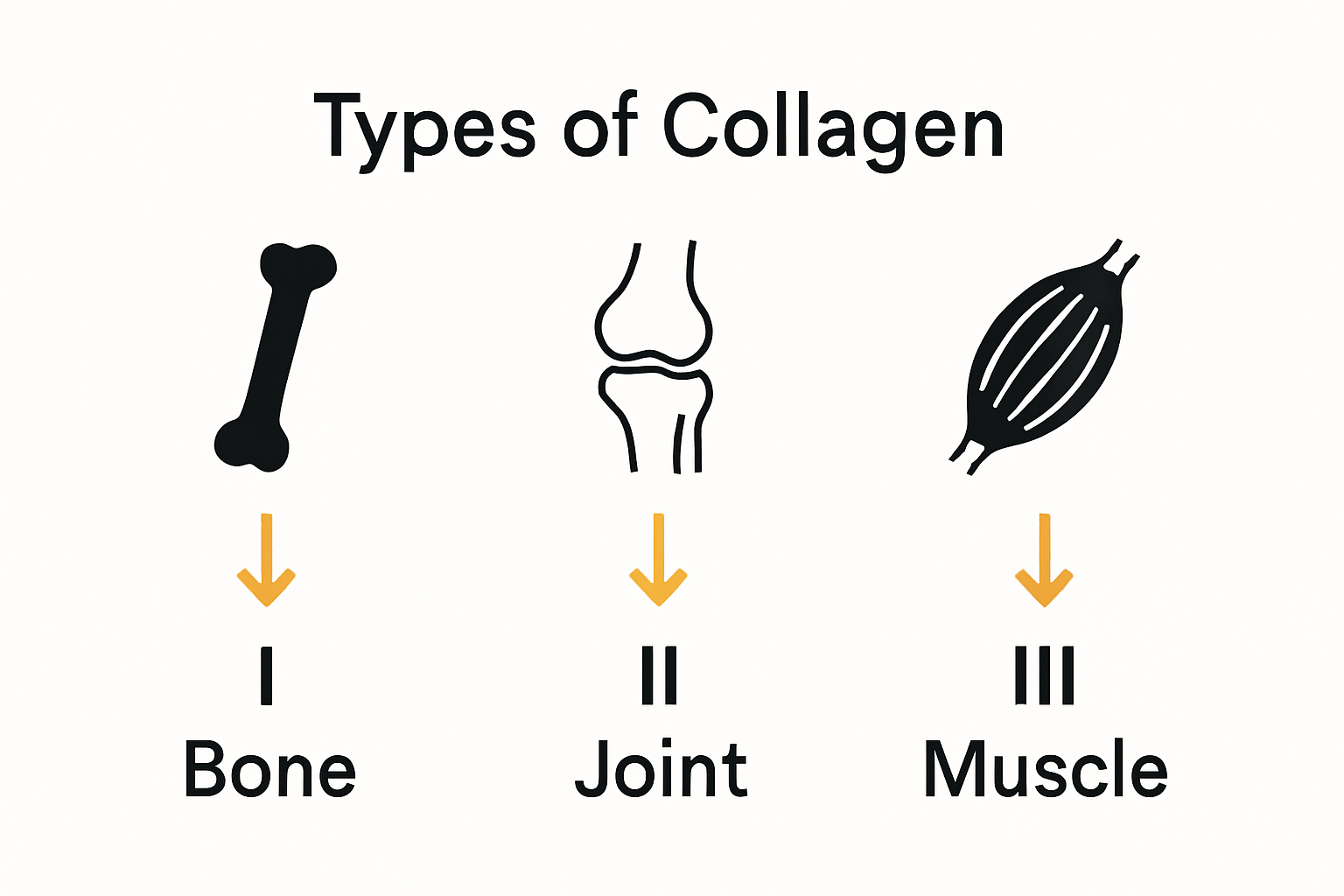 Infographic comparing collagen types I, II, III with icons